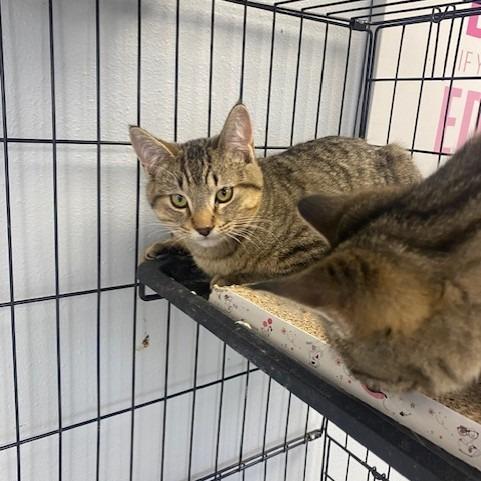 Soup, a Adoptable Domestic Short Hair in Duncan, OK image 5/5