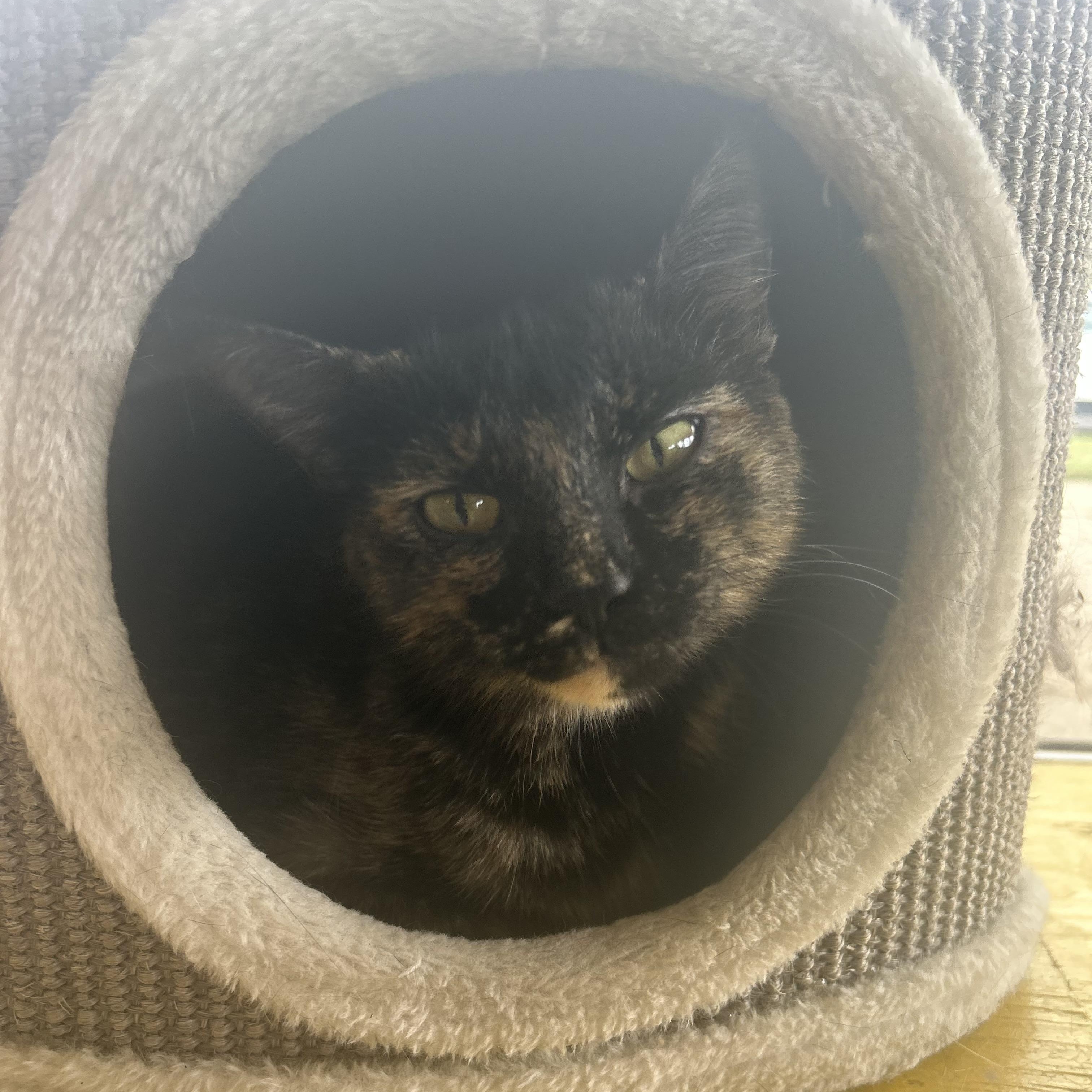 Reiko, a Adoptable Tortoiseshell in Madison Heights, MI image 2/4