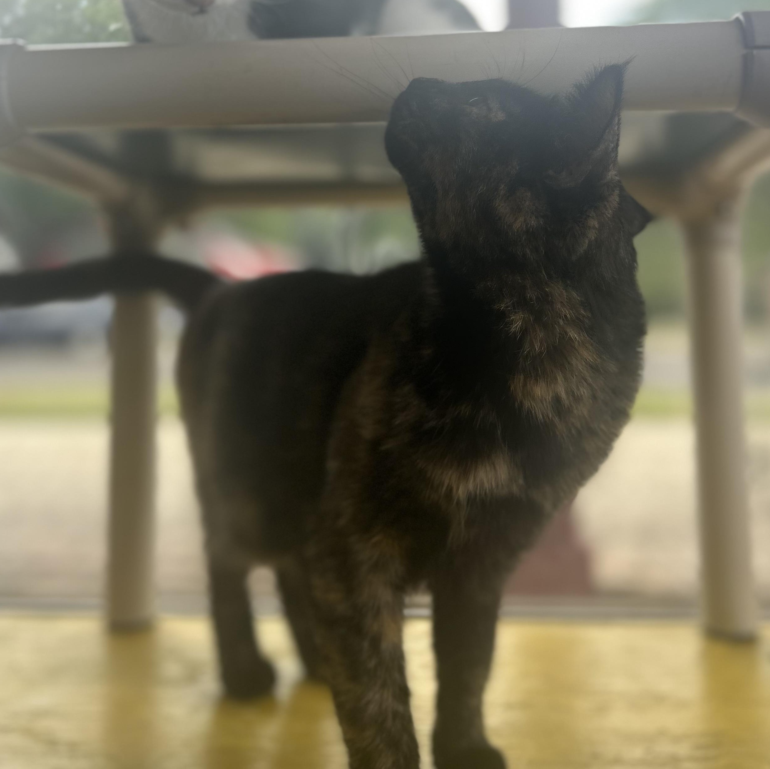 Reiko, a Adoptable Tortoiseshell in Madison Heights, MI image 3/4