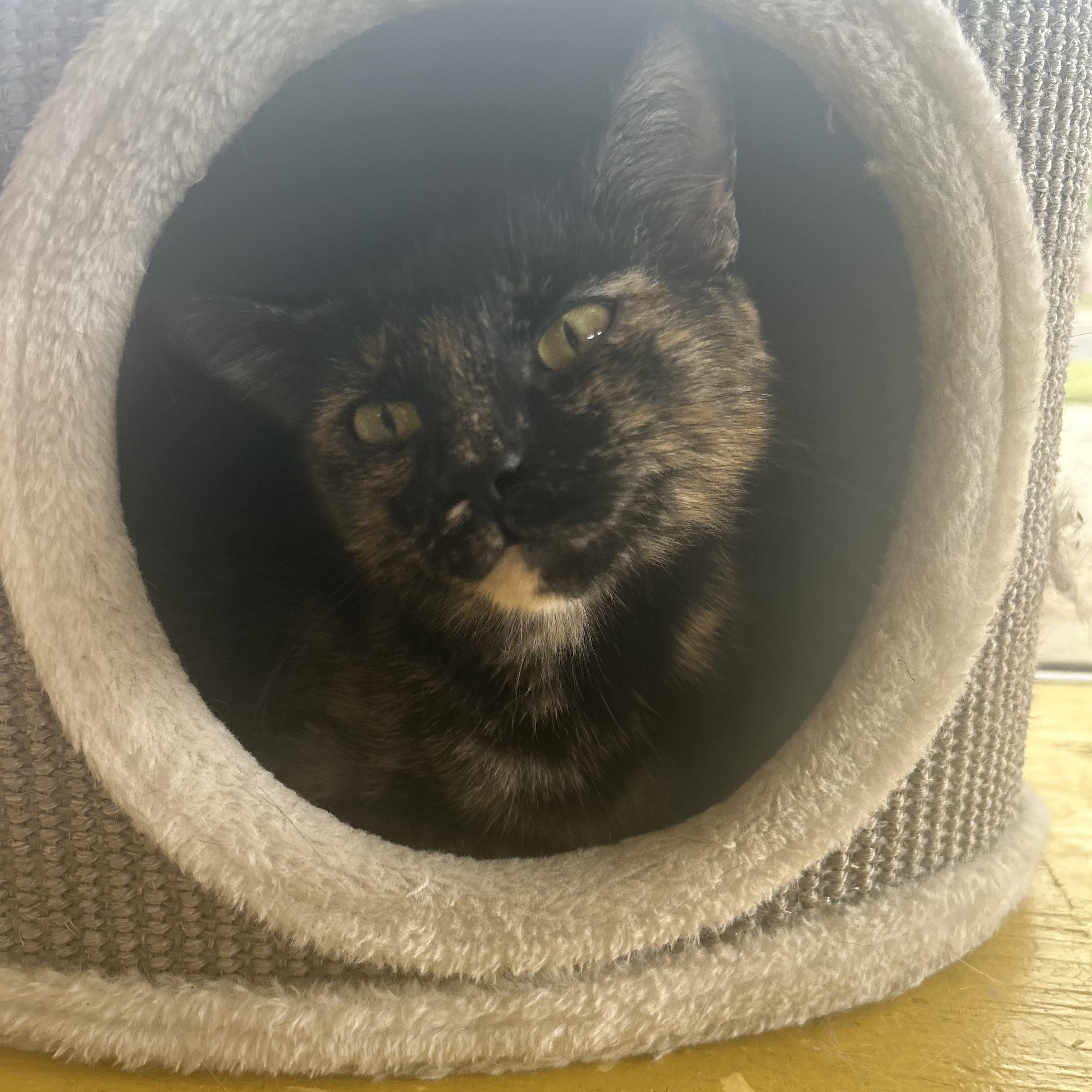 Reiko, a Adoptable Tortoiseshell in Madison Heights, MI image 4/4
