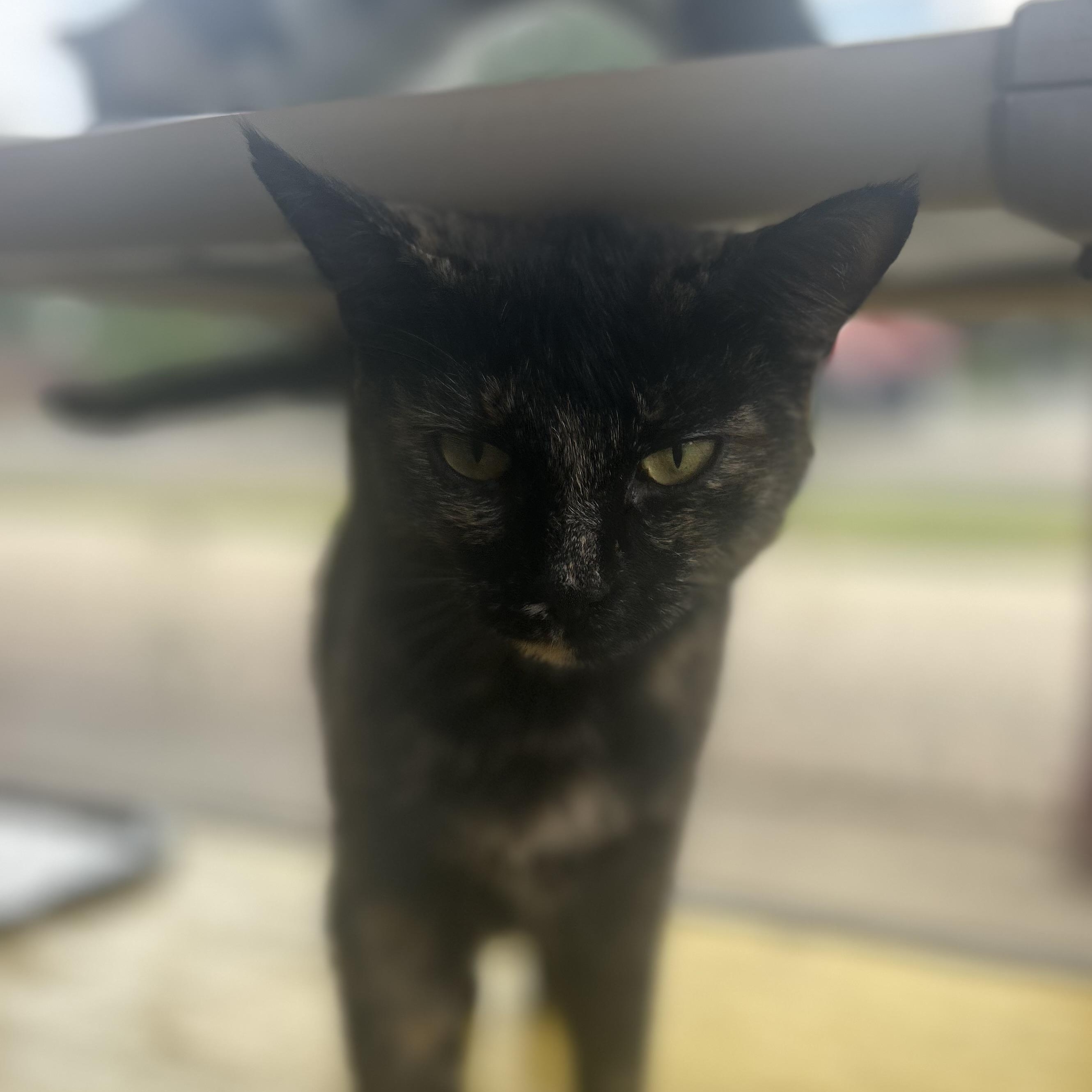 Reiko, a Adoptable Tortoiseshell in Madison Heights, MI image 1/4