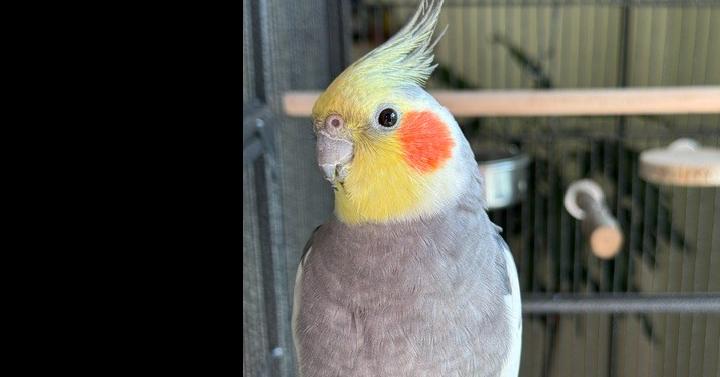 Marcel, Adoptable, Adult Male Cockatiel.