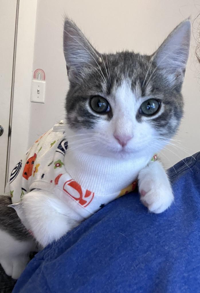 Enlarge Cabana, a Adoptable mixed breed in Minneapolis, MN image 1/3