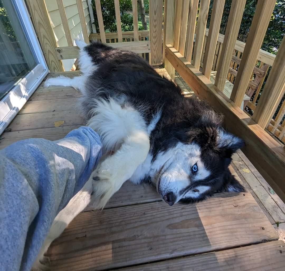 Sakari, Adoptable, Senior Female Siberian Husky.