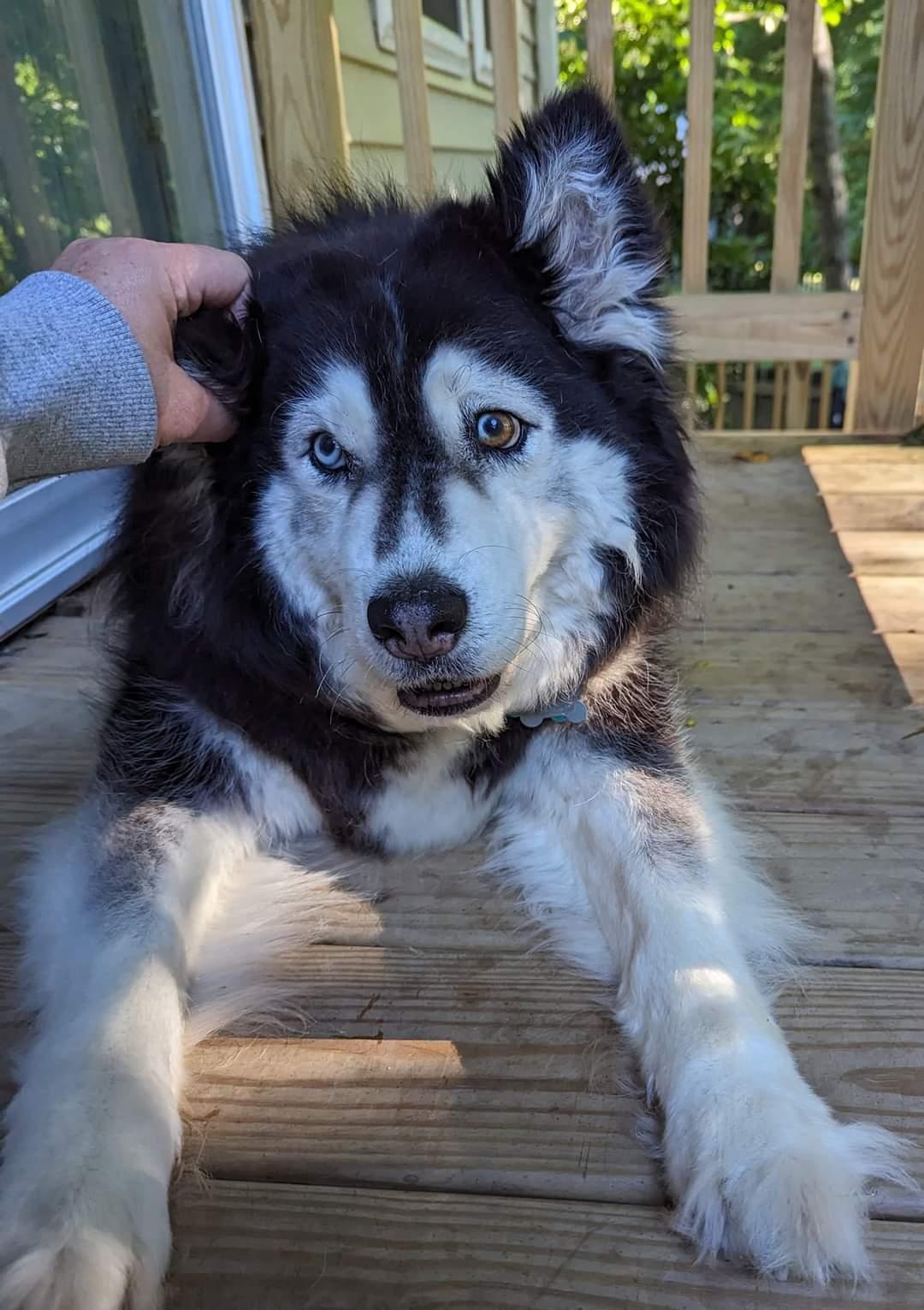 Sakari, a Adoptable Siberian Husky in Holly Springs, NC image 2/3