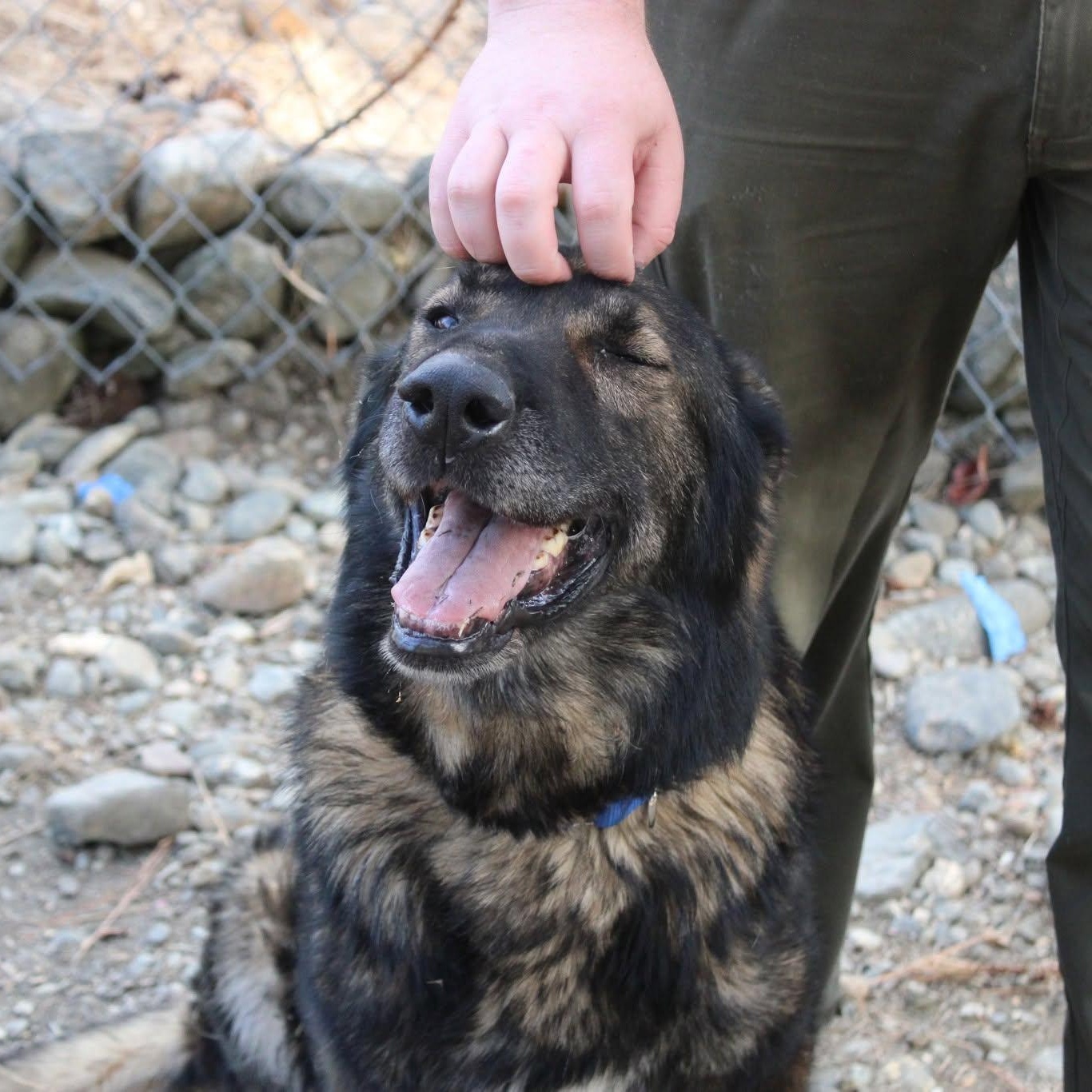 Enlarge Pepe & Fifi, a Adoptable mixed breed in Weaverville, CA image 1/2