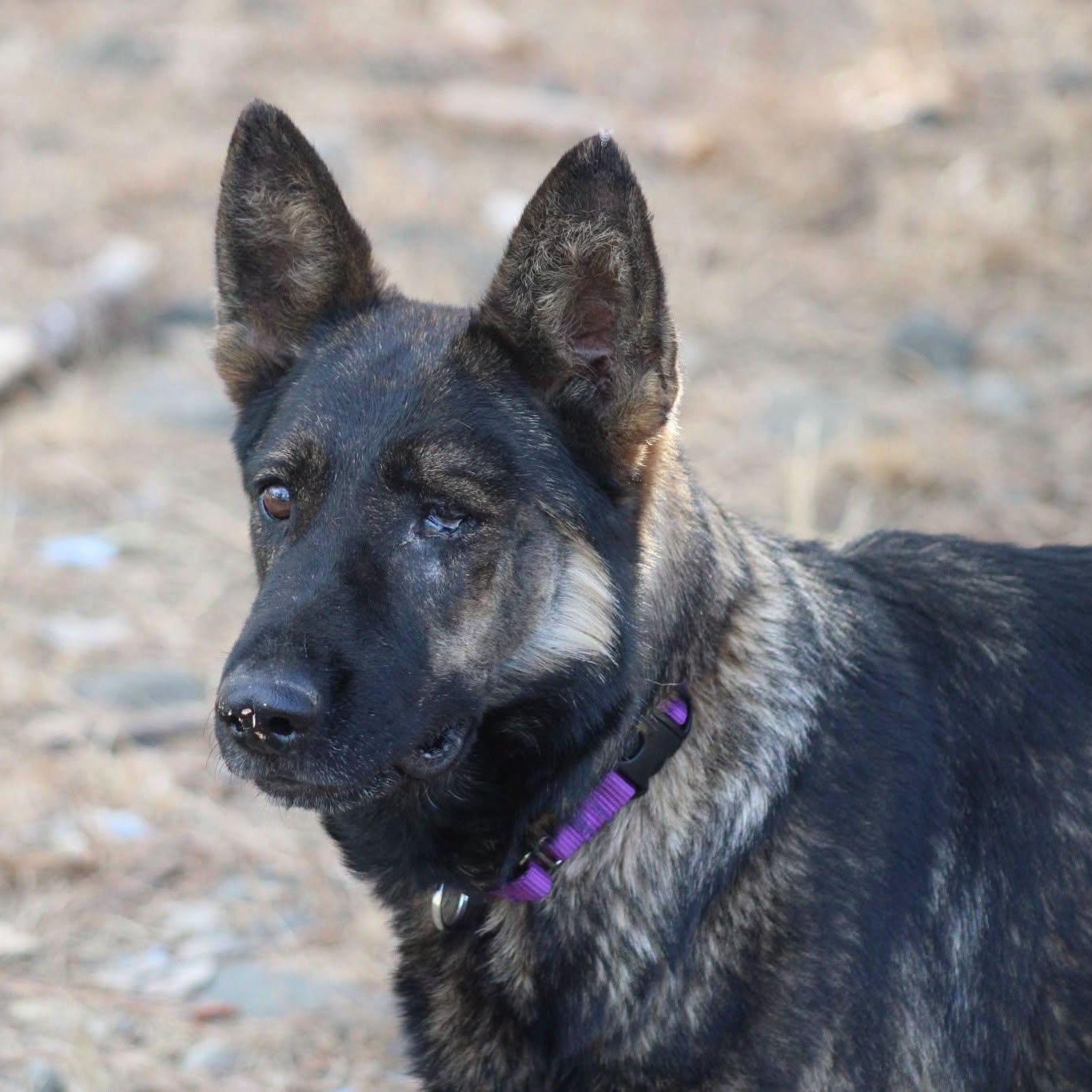 Enlarge Pepe & Fifi, a Adoptable mixed breed in Weaverville, CA image 2/2