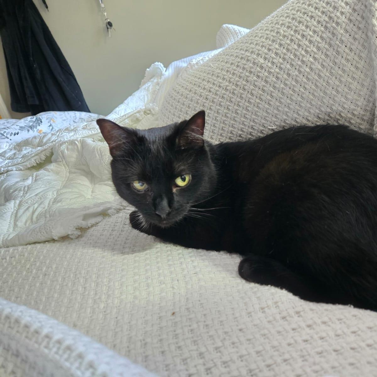 Trinity, ADOPTABLE, Adult Female Domestic Short Hair.
