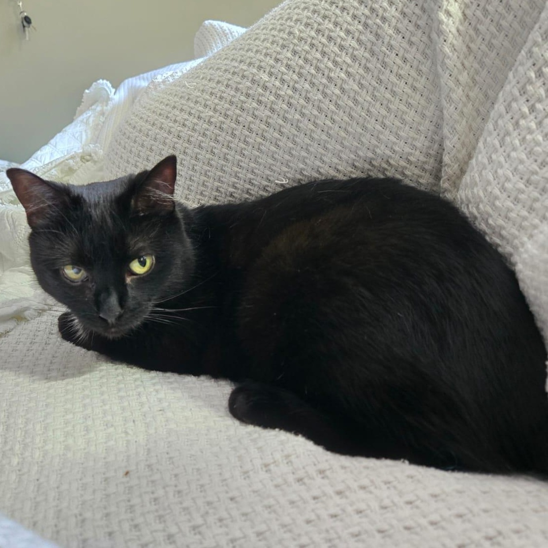 Enlarge Trinity, a ADOPTABLE Domestic Short Hair in Everett, ON image 4/5