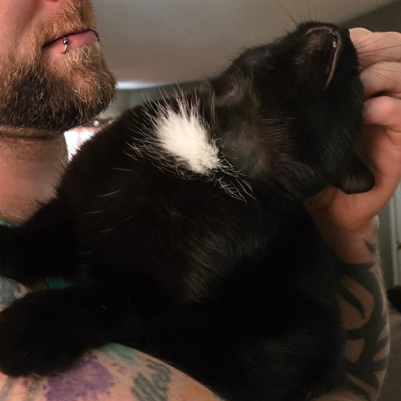 Enlarge Trinity, a ADOPTABLE Domestic Short Hair in Everett, ON image 2/5