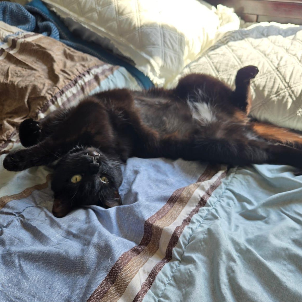 Trinity, ADOPTABLE, Adult Female Domestic Short Hair.