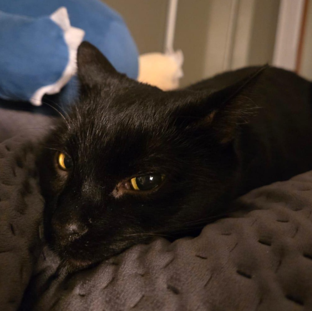 Enlarge Trinity, a ADOPTABLE Domestic Short Hair in Everett, ON image 5/5