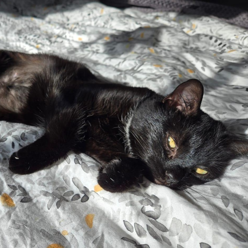 Enlarge Trinity, a ADOPTABLE Domestic Short Hair in Everett, ON image 3/5