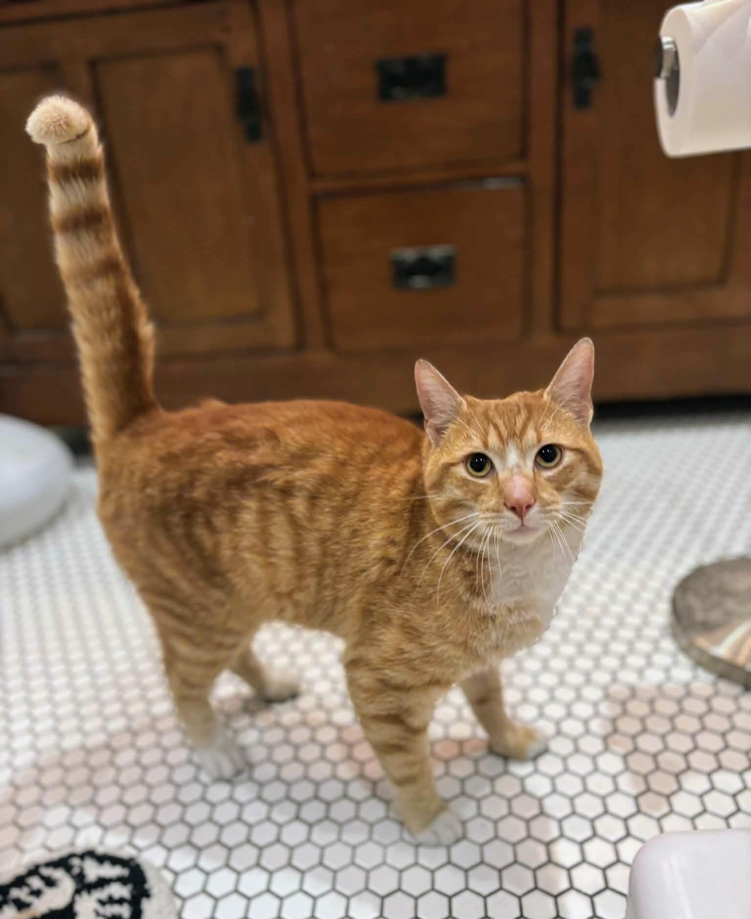 Enlarge Sunny Day, a Adopted Domestic Short Hair in Allentown, PA image 1/2