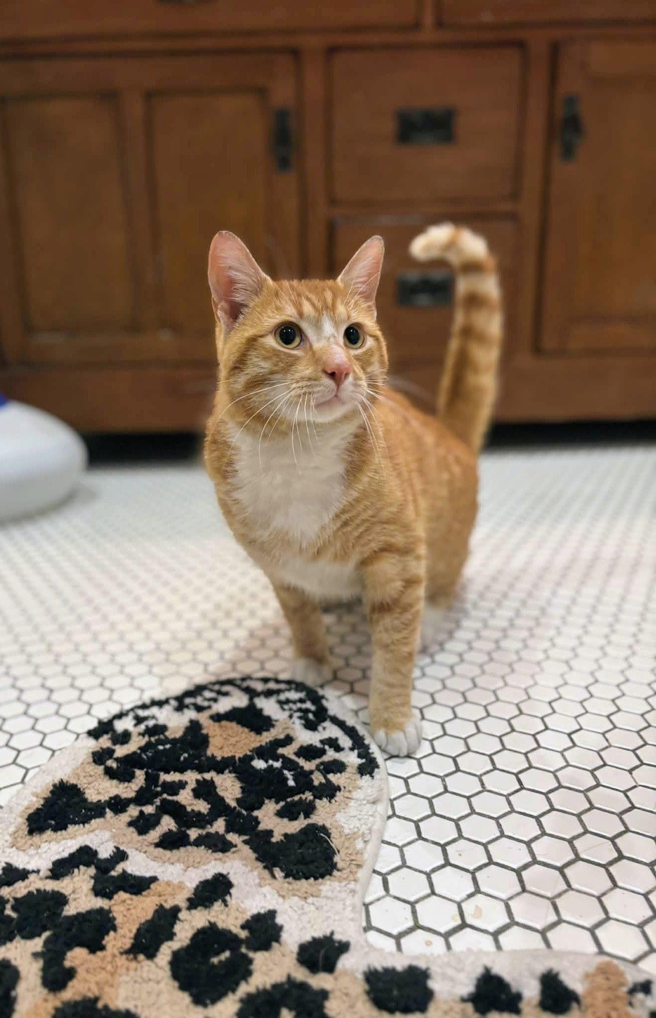 Enlarge Sunny Day, a Adopted Domestic Short Hair in Allentown, PA image 2/2