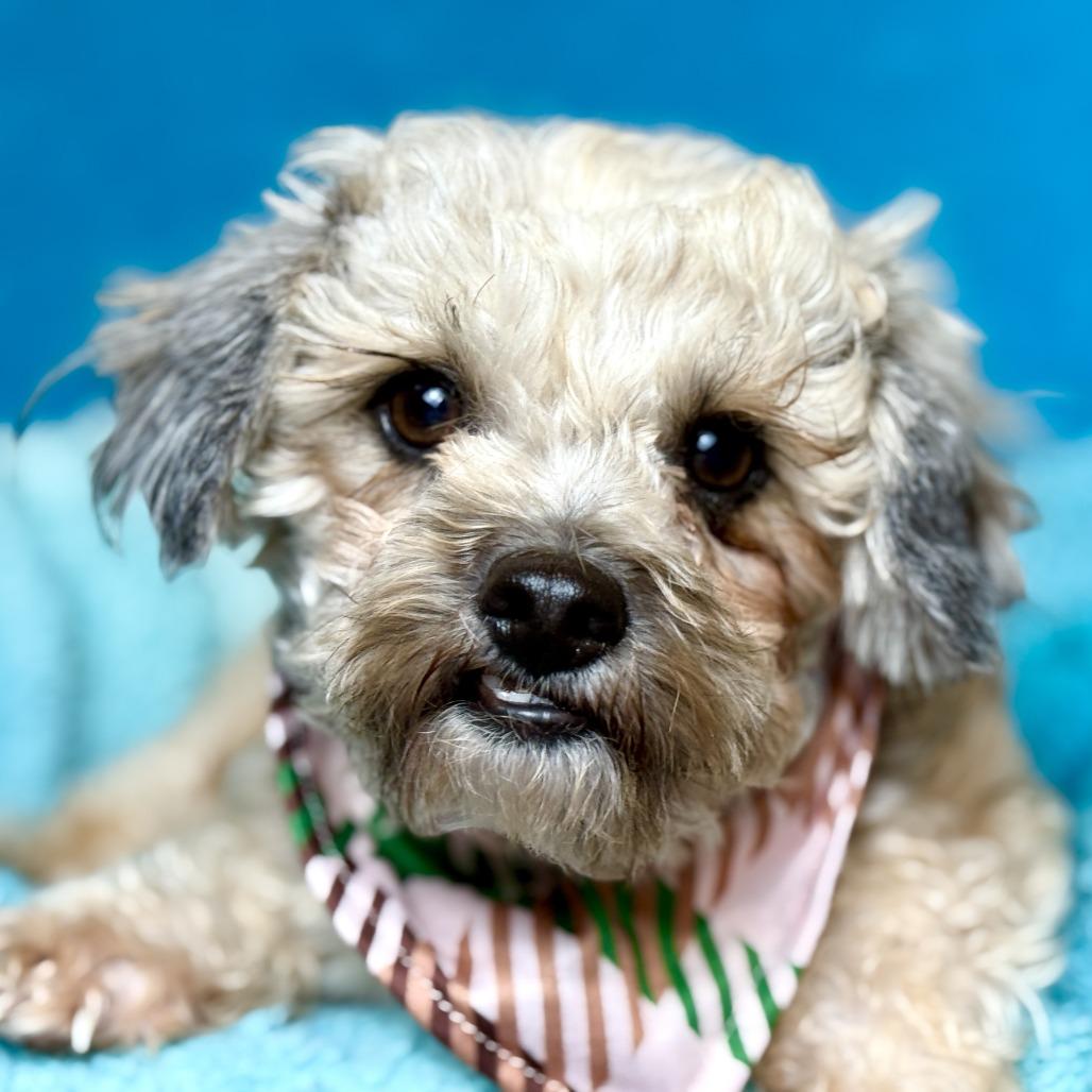 Enlarge Curly, an adopted mixed breed in St Augustine, FL image 1/4