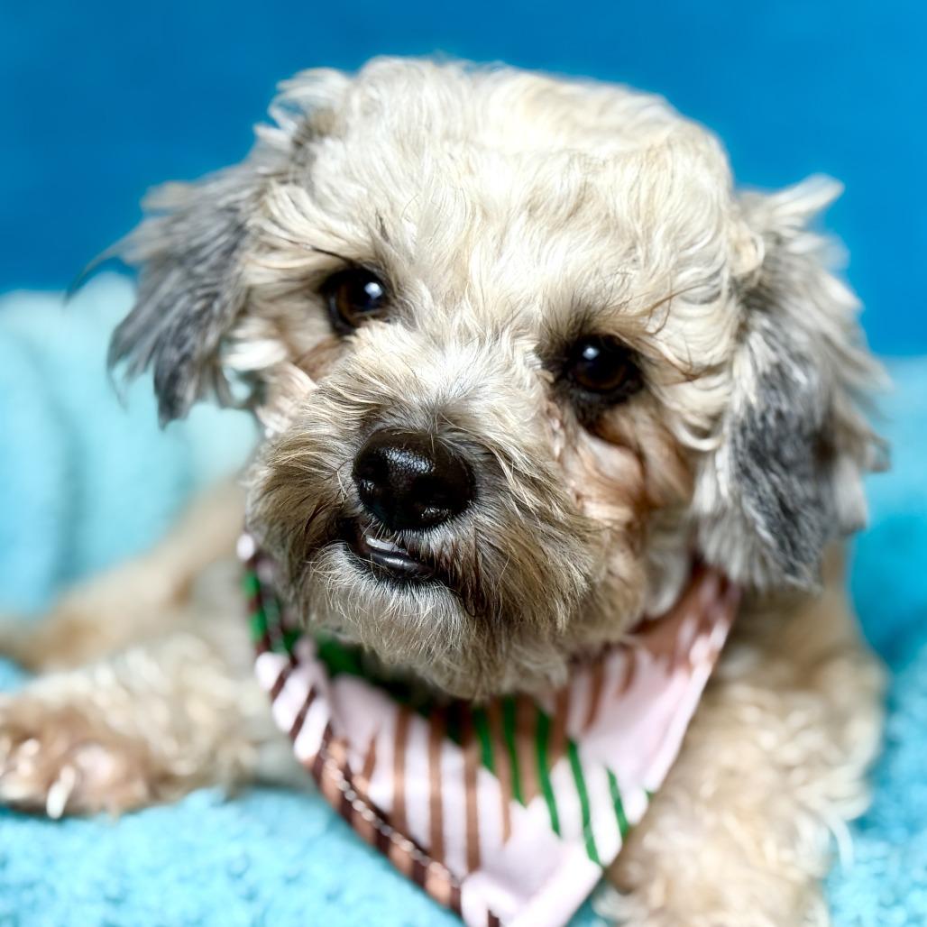 Enlarge Curly, an adopted mixed breed in St Augustine, FL image 3/4