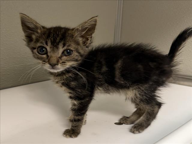 ALICE, Adoptable, Kitten Female Domestic Short Hair.