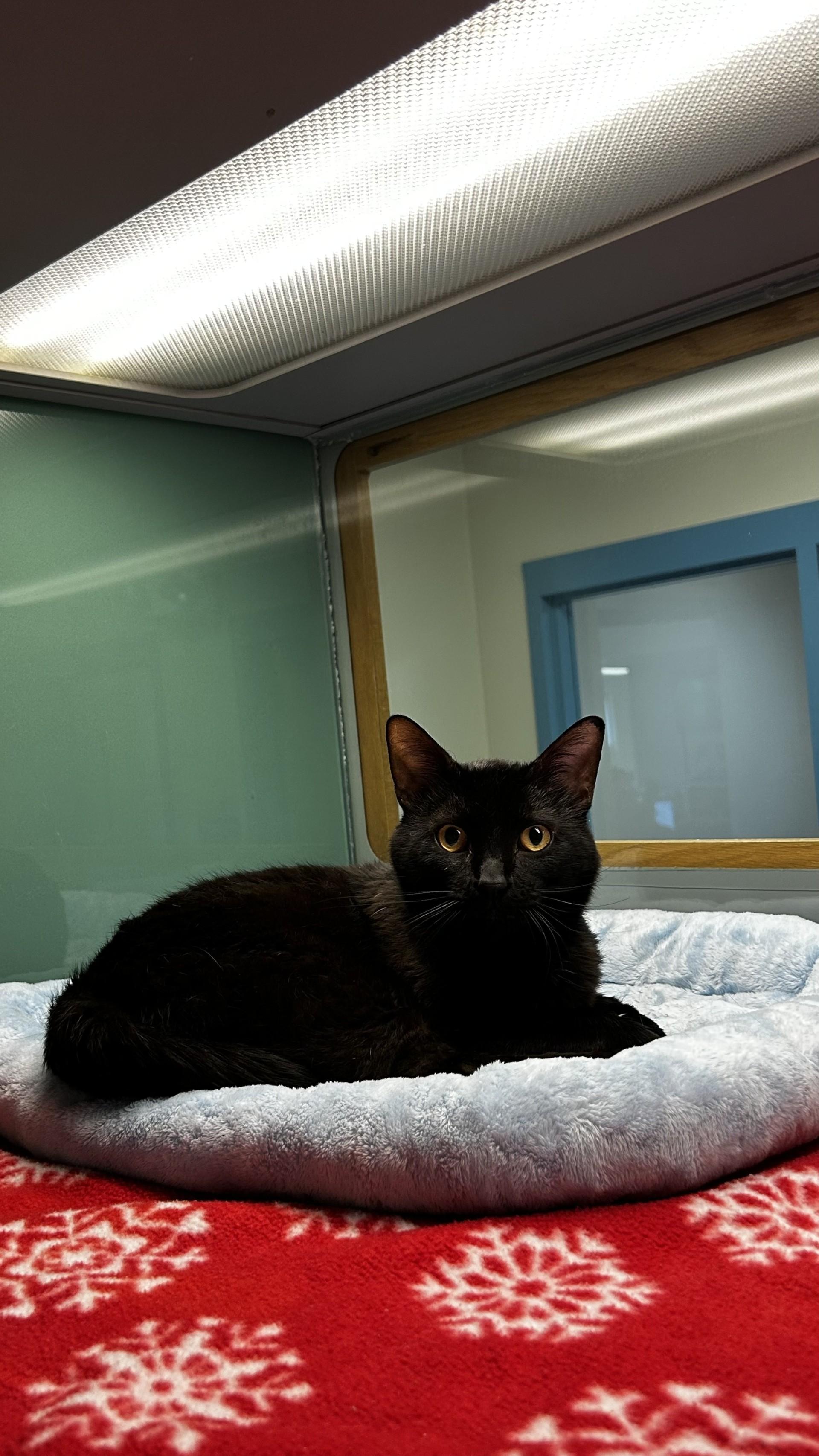 Enlarge Baloo, a ADOPTABLE Domestic Short Hair in Suffolk, VA image 1/2