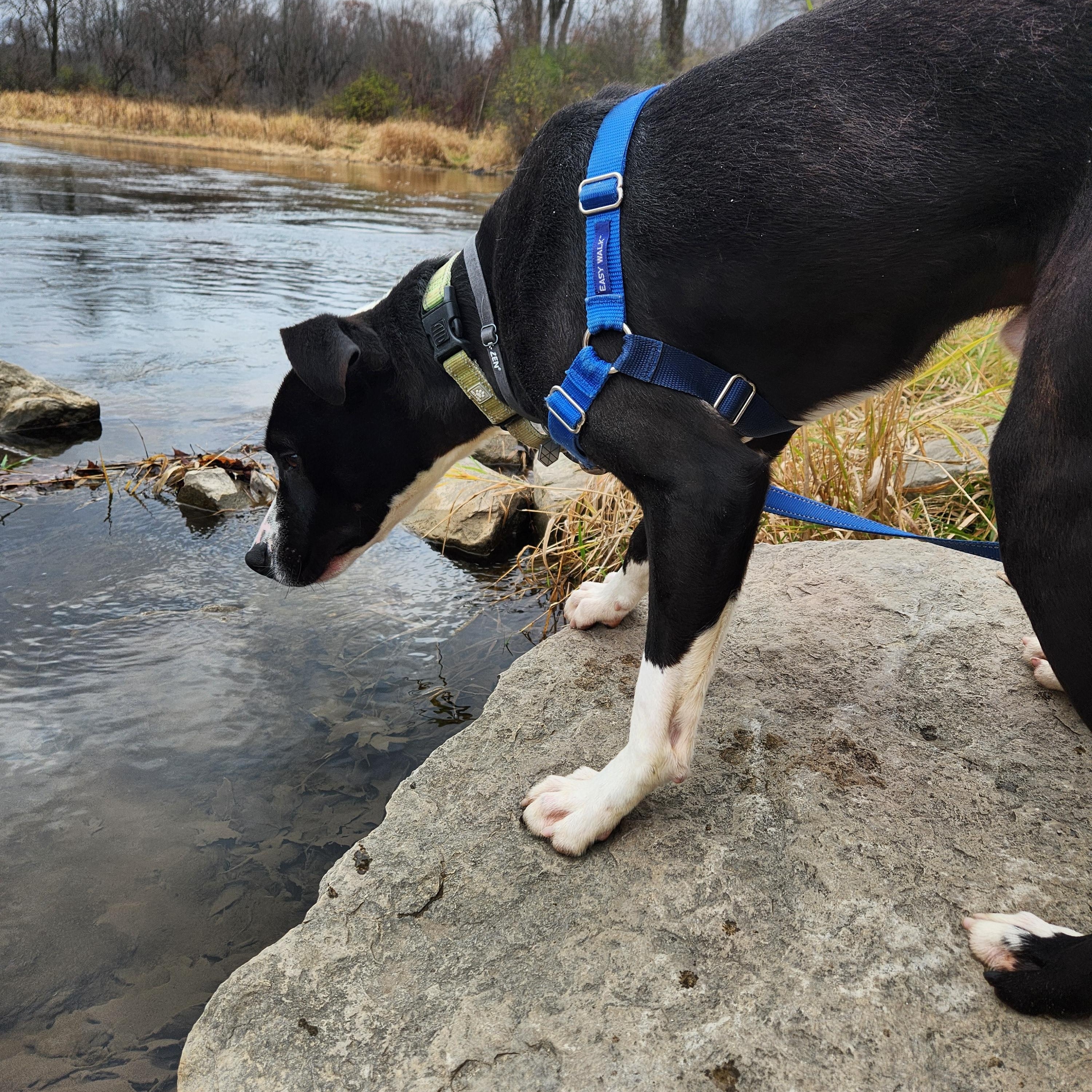 Leland, an adoptable Pit Bull Terrier in Mount Pleasant, MI, 48858 | Photo Image 2
