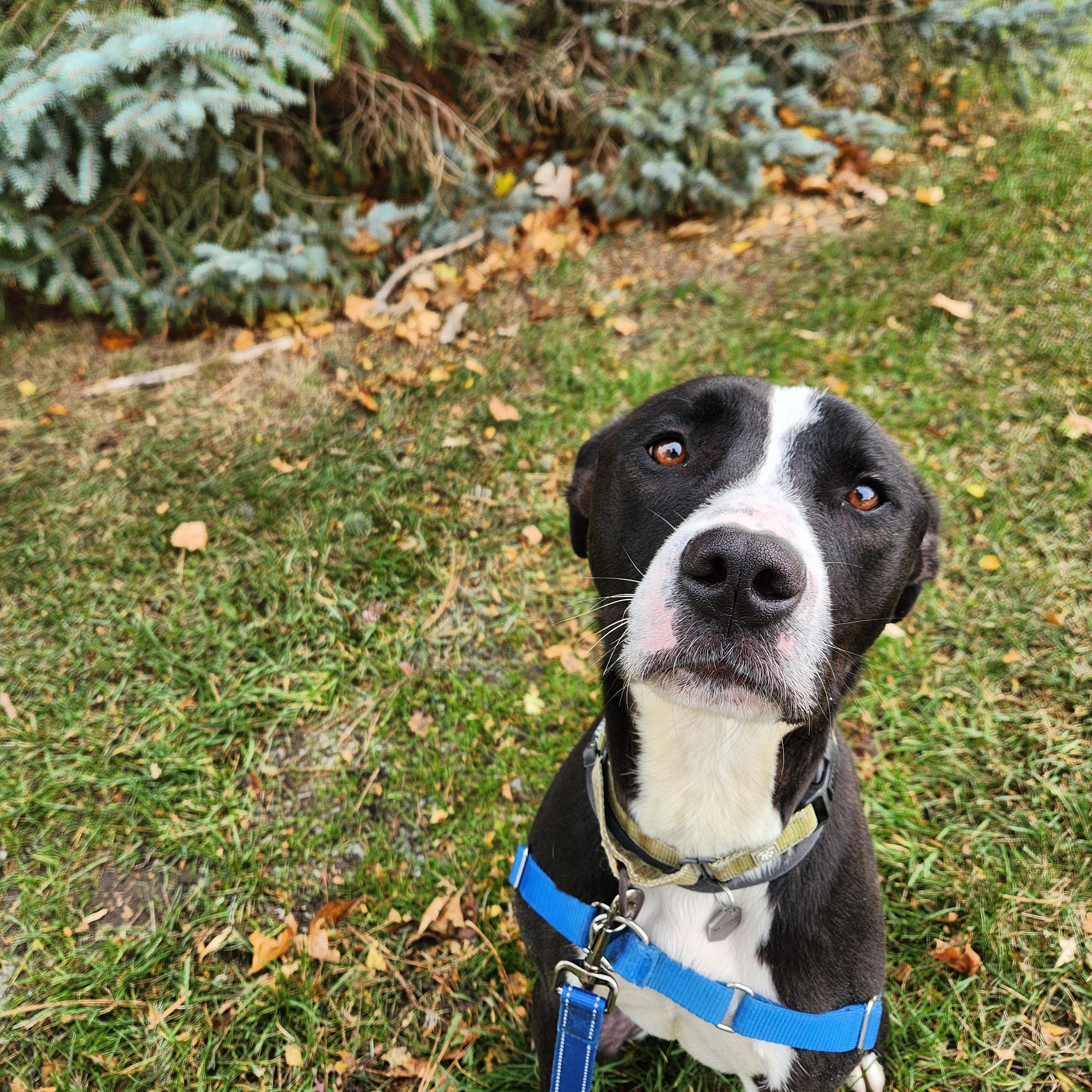 Leland, an adoptable Pit Bull Terrier in Mount Pleasant, MI, 48858 | Photo Image 4