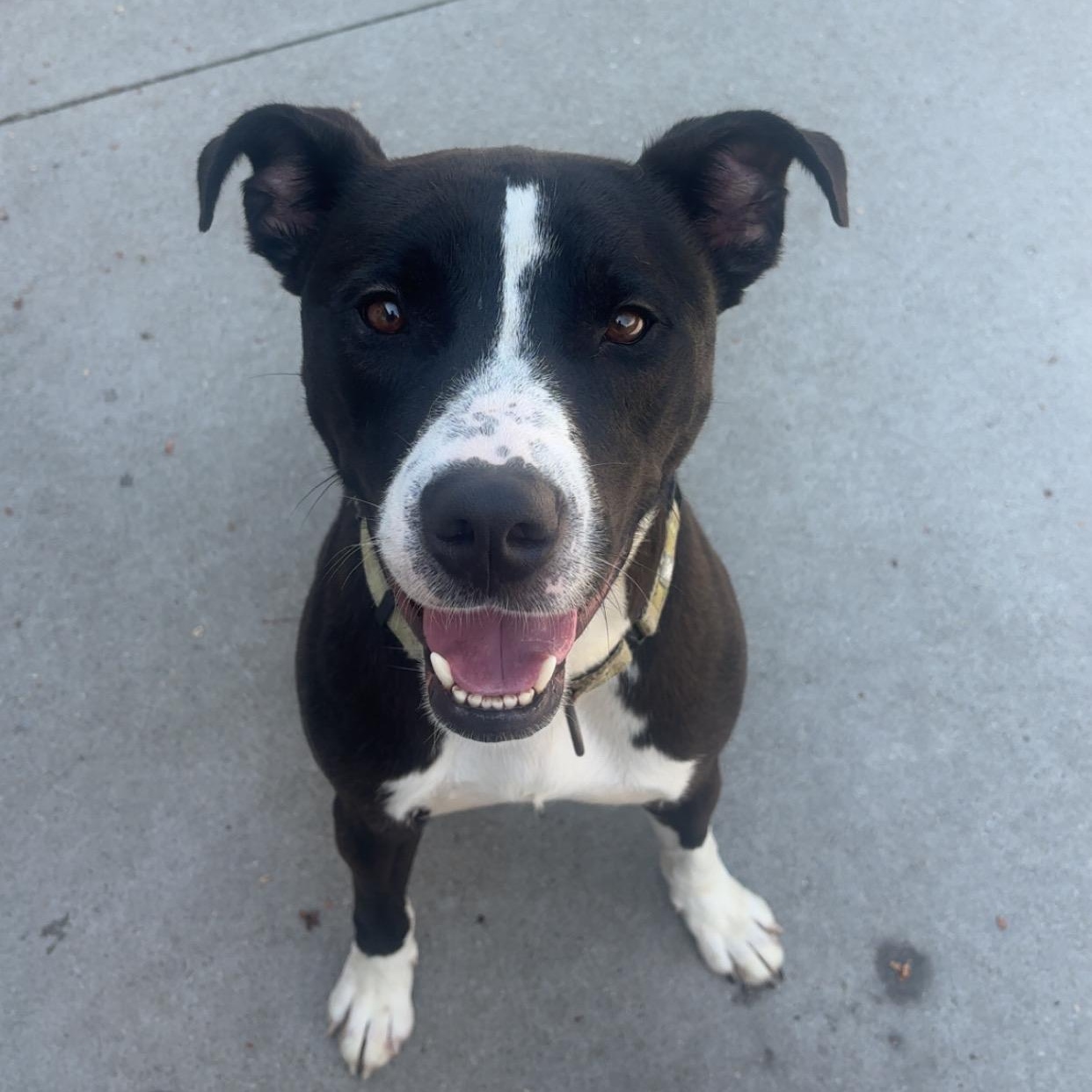 Leland, an adoptable Pit Bull Terrier in Mount Pleasant, MI, 48858 | Photo Image 1