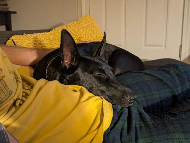 Heathrow, a Adoptable mixed breed in oakland, CA image 5/6