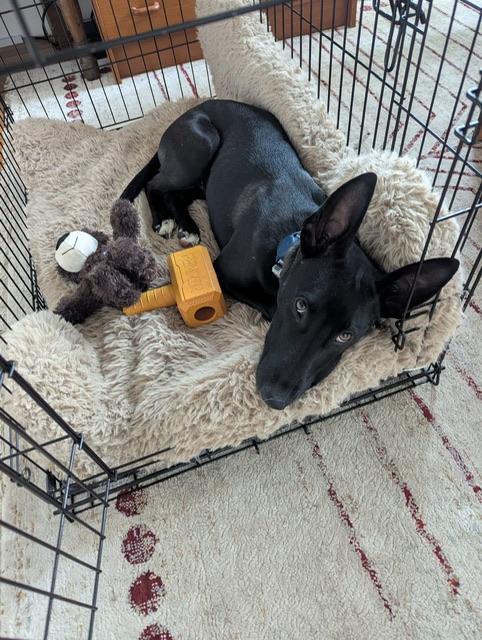 Heathrow, a Adoptable mixed breed in oakland, CA image 4/6