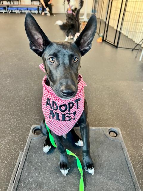 Heathrow, Adoptable, Puppy Male Bull Terrier & Shepherd.
