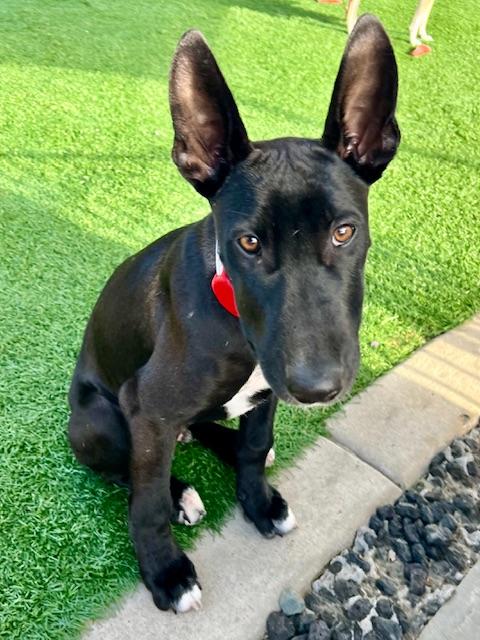 Heathrow, a Adoptable mixed breed in oakland, CA image 3/6