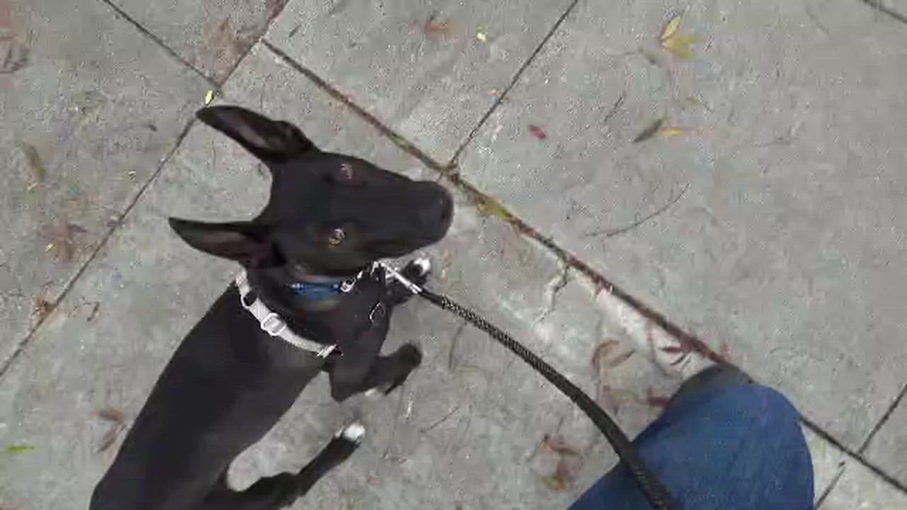 Enlarge Heathrow, a Adoptable mixed breed in oakland, CA video 6/6
