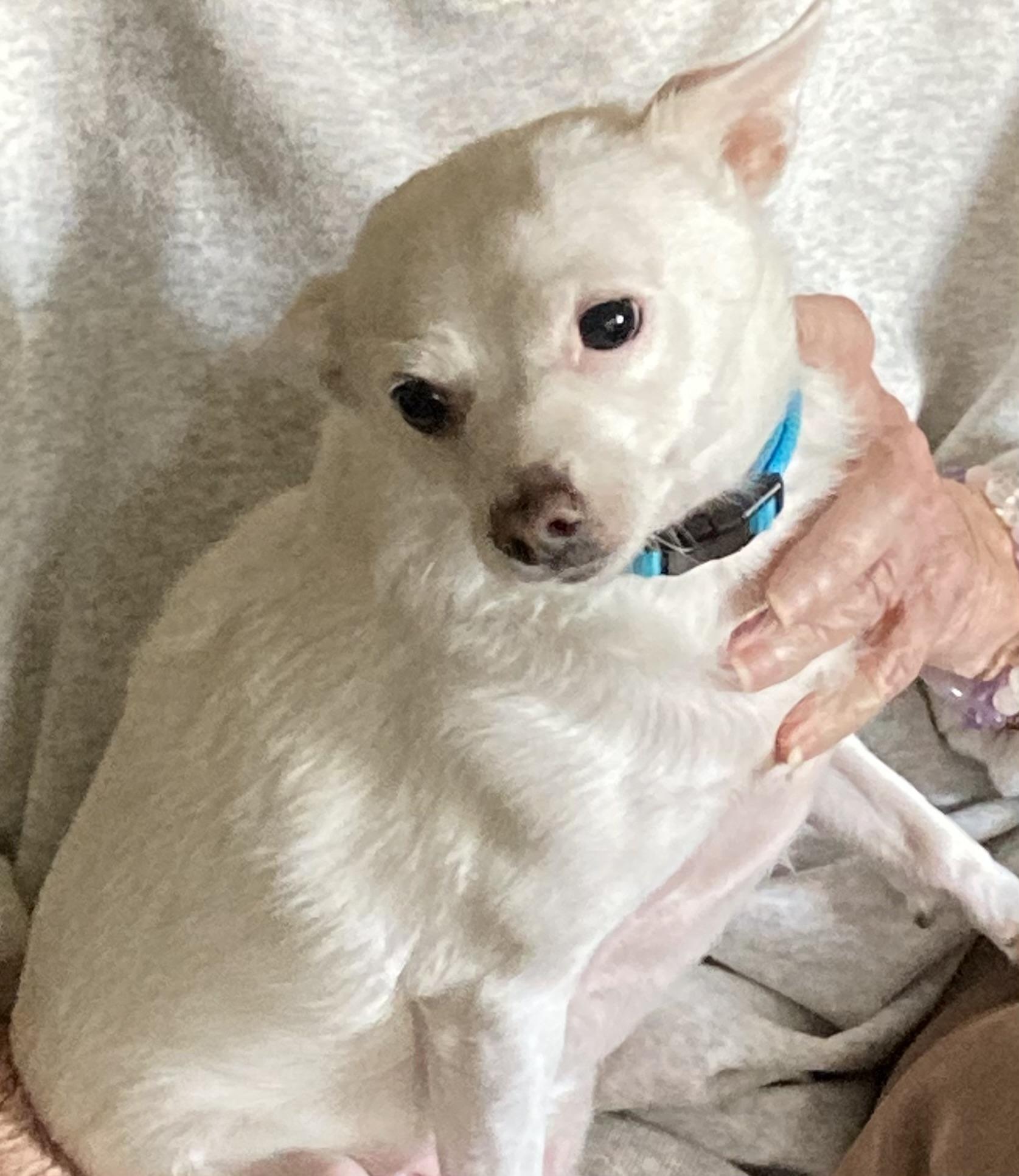 Bella, ADOPTABLE, Adult Female Chihuahua.