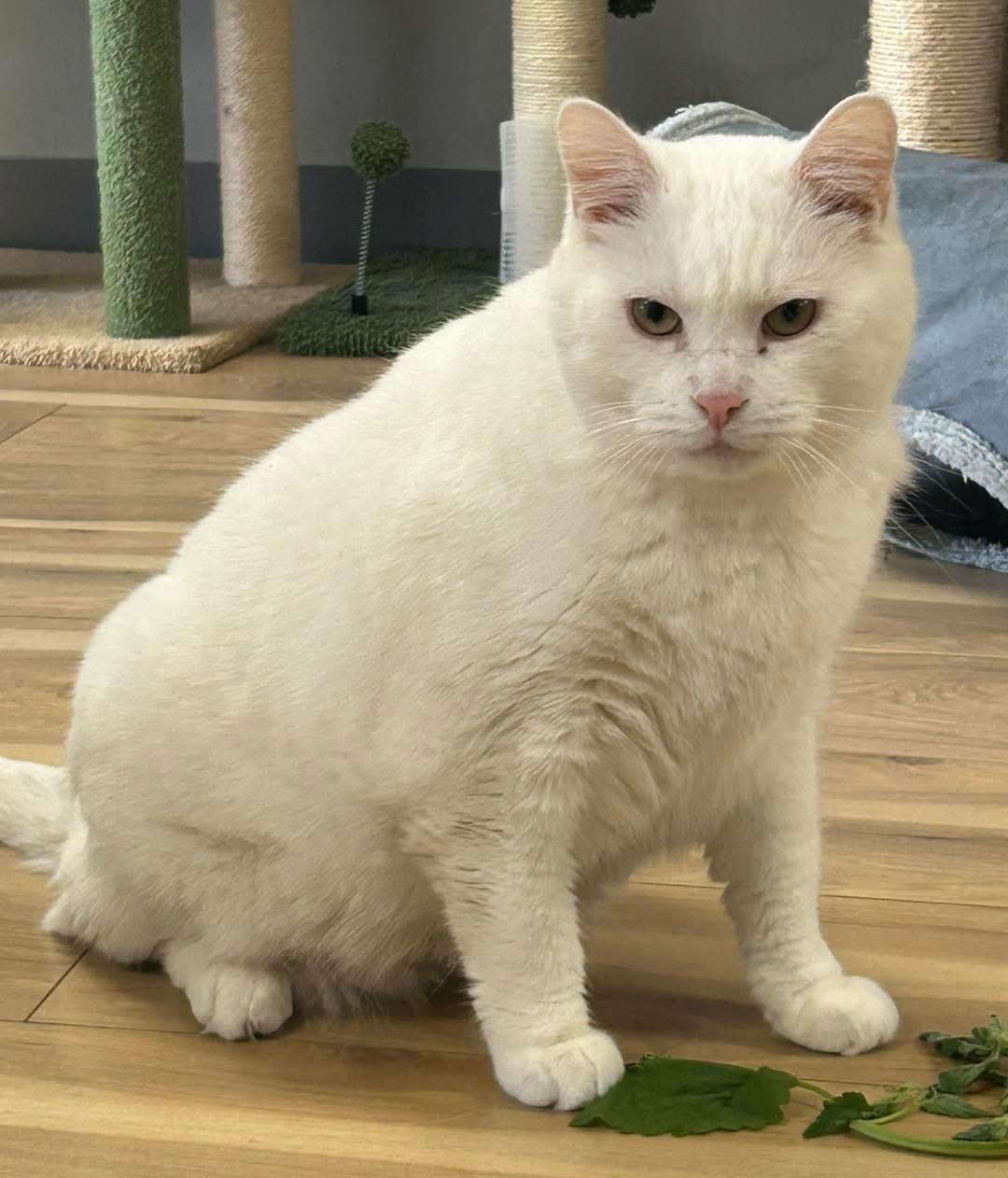 Big Boy, ADOPTABLE, Adult Male Domestic Short Hair.