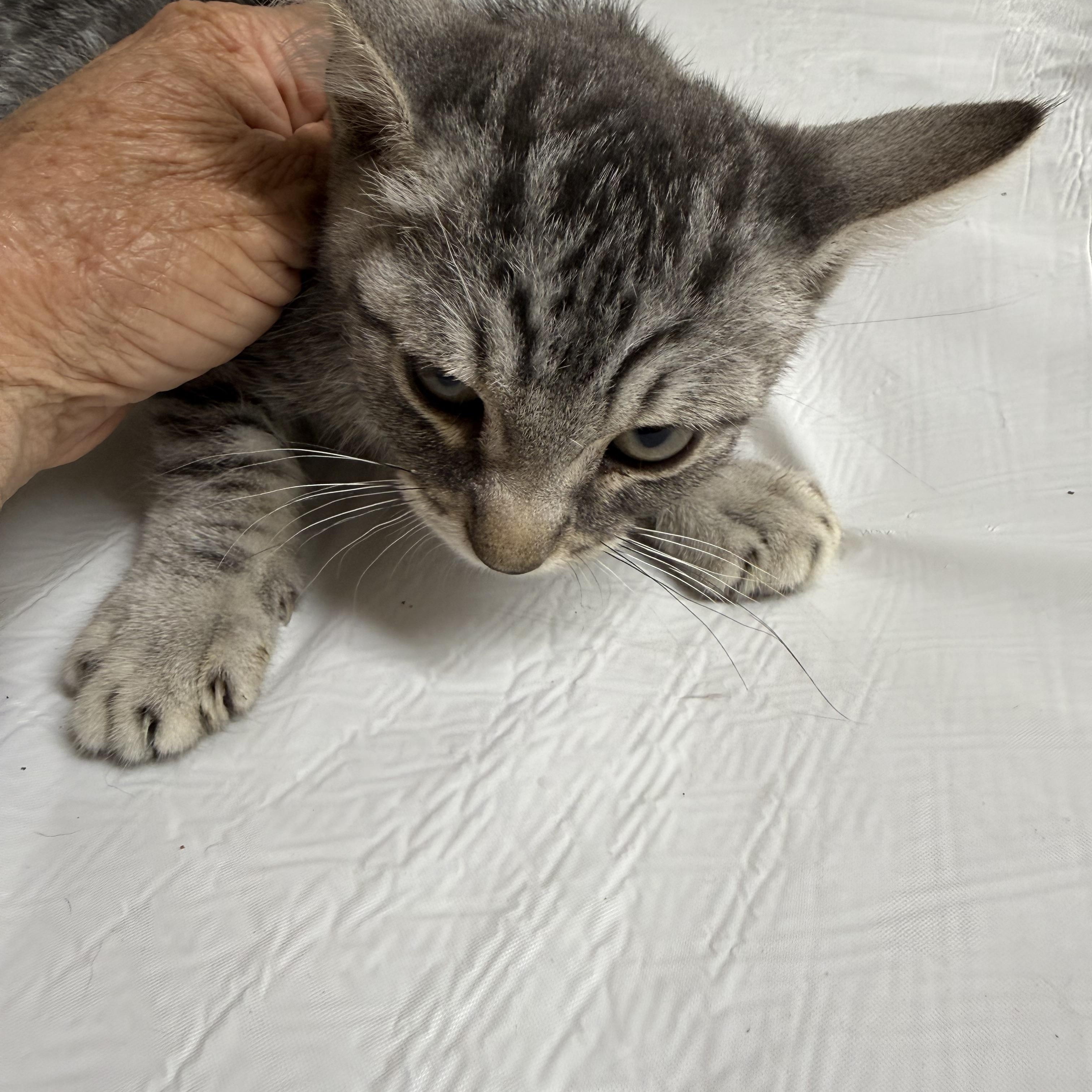 Enlarge Rebel in Stripes, an adopted Tabby in Las Vegas, NV image 1/1