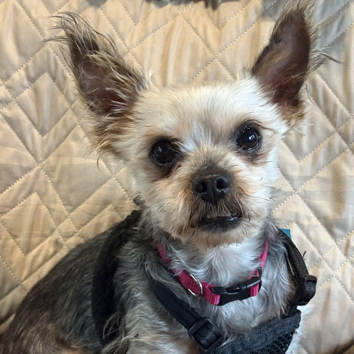 Enlarge Pico (6 lbs little man!), a Adoptable mixed breed in HANSON, MA image 1/2