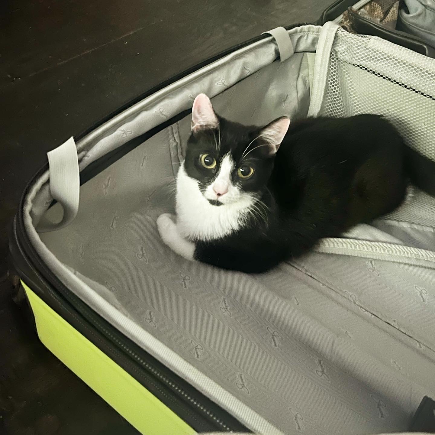 Enlarge Smith, a Adoptable Domestic Short Hair in Los Angeles, CA image 1/4