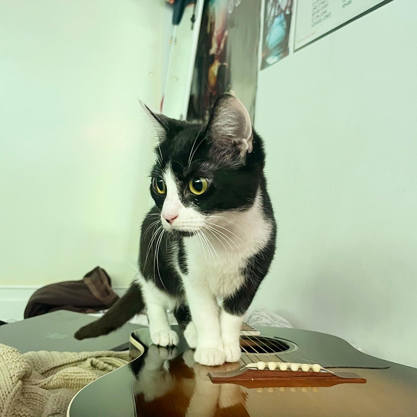 Enlarge Smith, a Adoptable Domestic Short Hair in Los Angeles, CA image 3/4