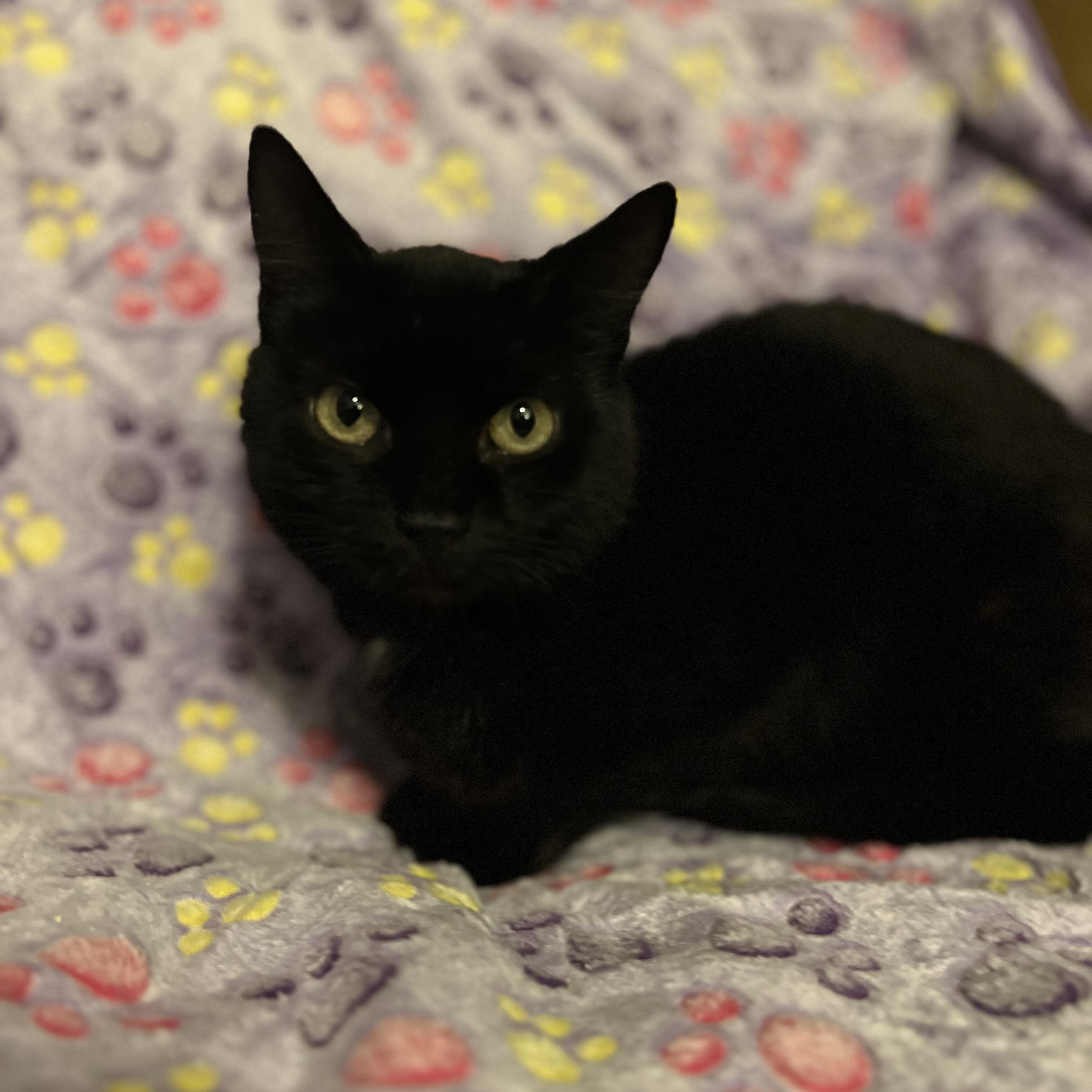 May, Adoptable, Young Female American Shorthair.