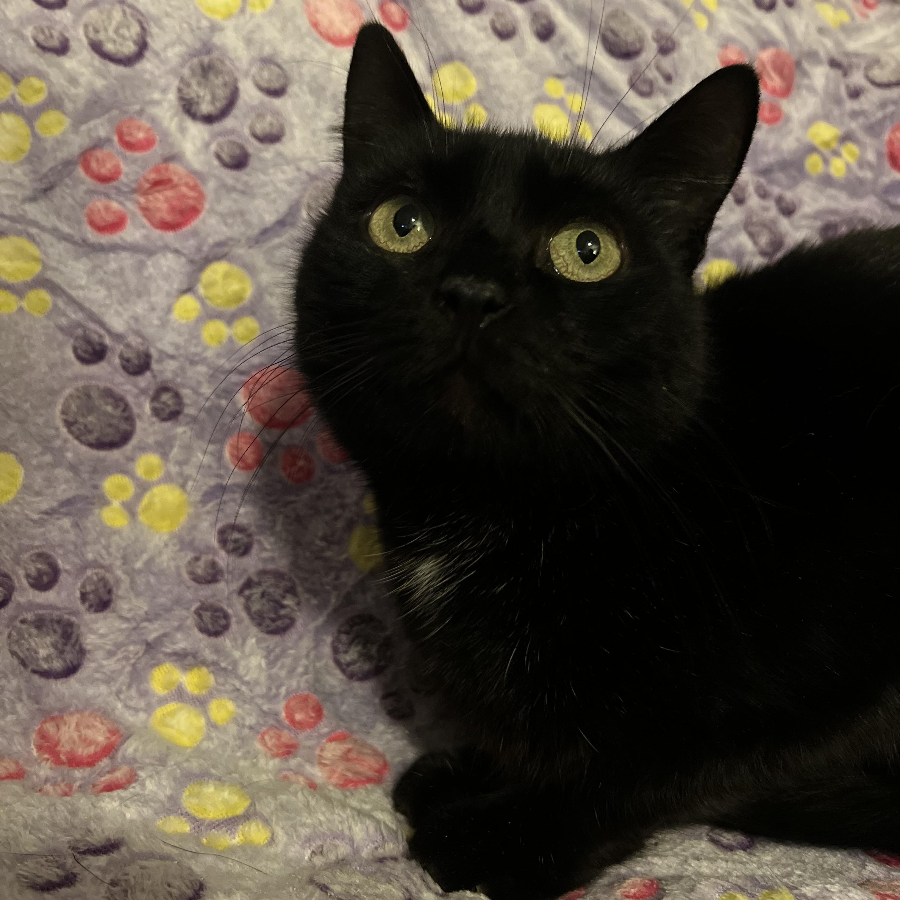 Enlarge May, a Adoptable mixed breed in Griswold, CT image 2/3