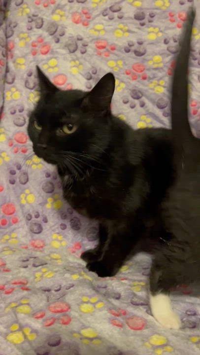 Enlarge May, a Adoptable mixed breed in Griswold, CT video 3/3