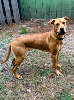 Diesel, an adopted mixed breed in Manhasset, NY image 5/6