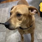 Diesel, an adopted mixed breed in Manhasset, NY image 3/6