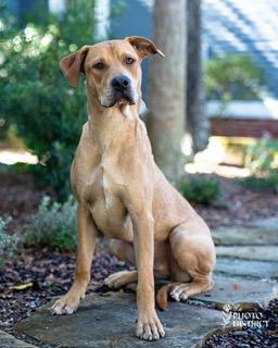 Diesel, an adopted mixed breed in Manhasset, NY image 2/6