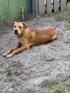 Diesel, an adopted mixed breed in Manhasset, NY image 4/6