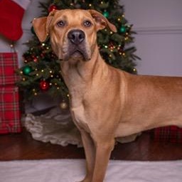 Diesel, an adopted mixed breed in Manhasset, NY image 1/6