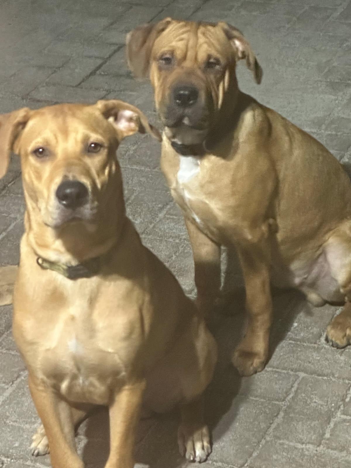 Diesel, an adopted mixed breed in Manhasset, NY image 6/6