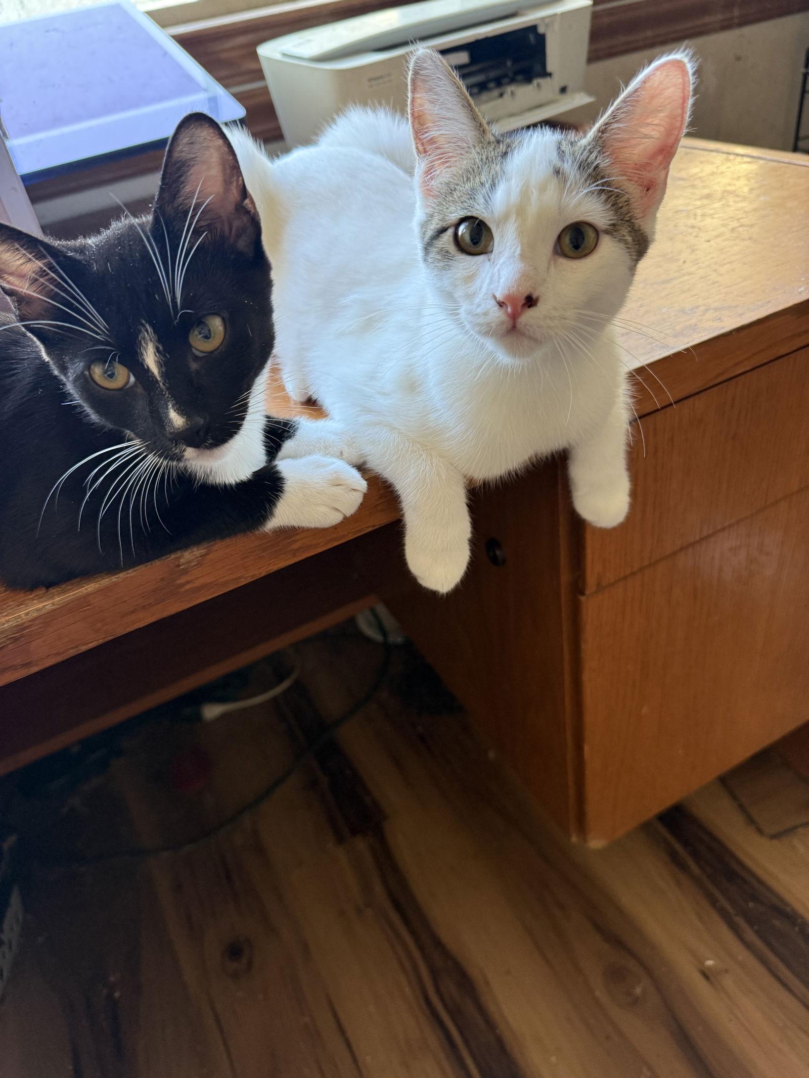 Enlarge Jack, a Adopted Domestic Short Hair in Visalia, CA image 1/2