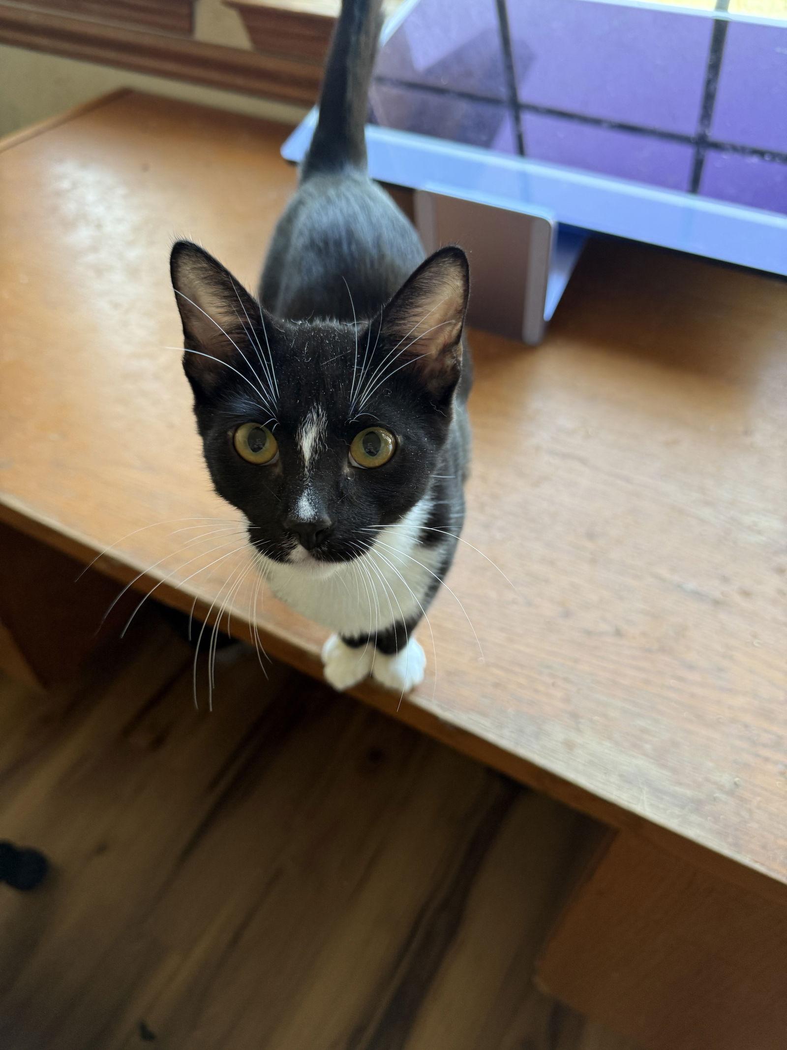 Enlarge Jack, a Adopted Domestic Short Hair in Visalia, CA image 2/2