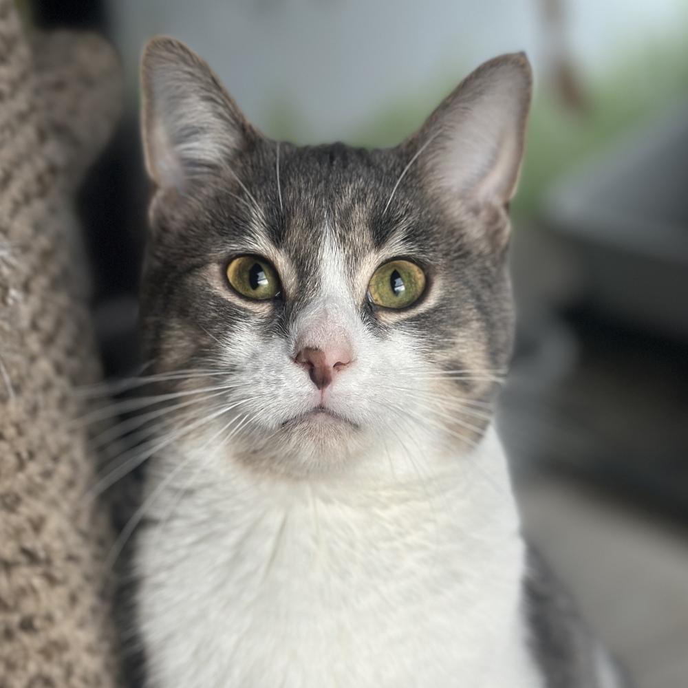 Enlarge Windy, a Adoptable mixed breed in Columbus, OH image 1/5