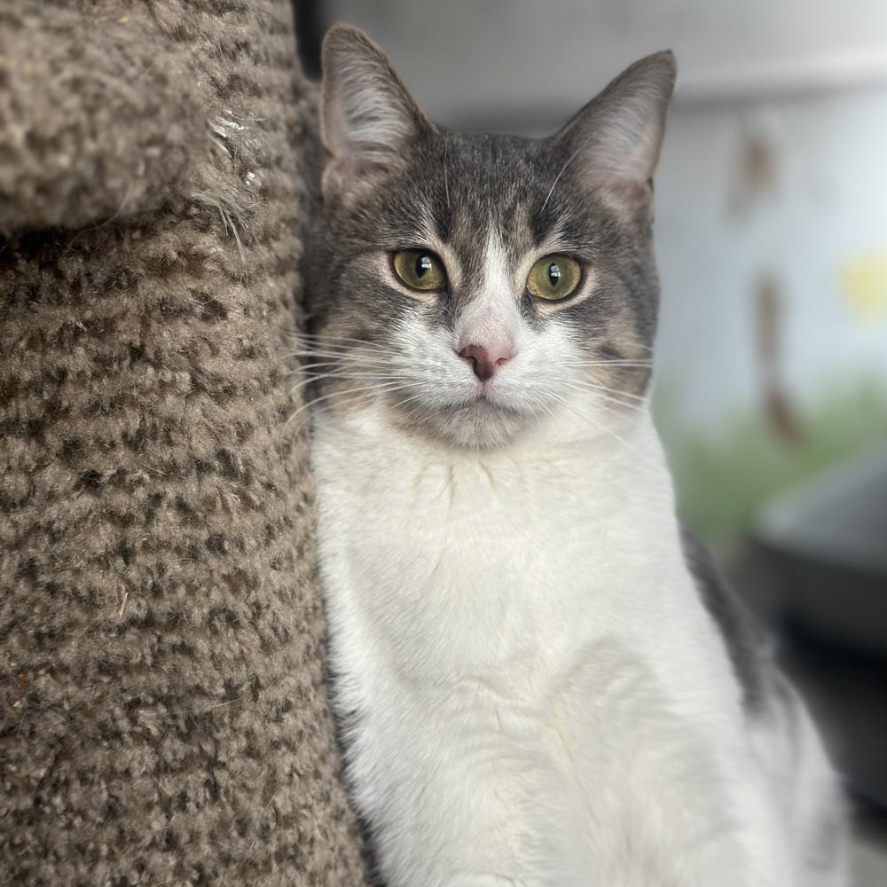 Enlarge Windy, a Adoptable mixed breed in Columbus, OH image 3/5